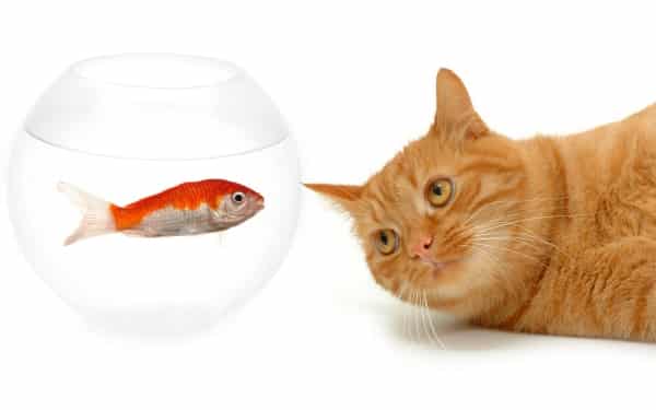 gato pensando observando peixe aquário água