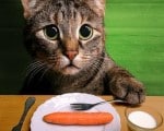 sermao jornada digital gato sermao vegetariano