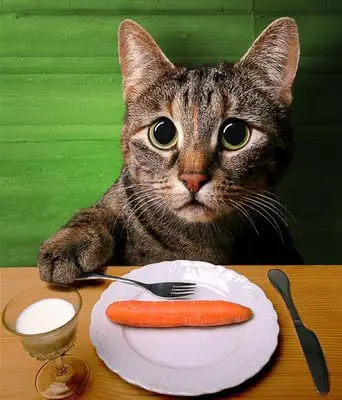 gato comer comendo cenoura dieta forçada