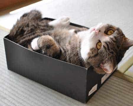 gato caixa