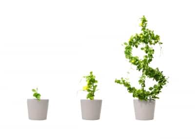 growing-money-tree