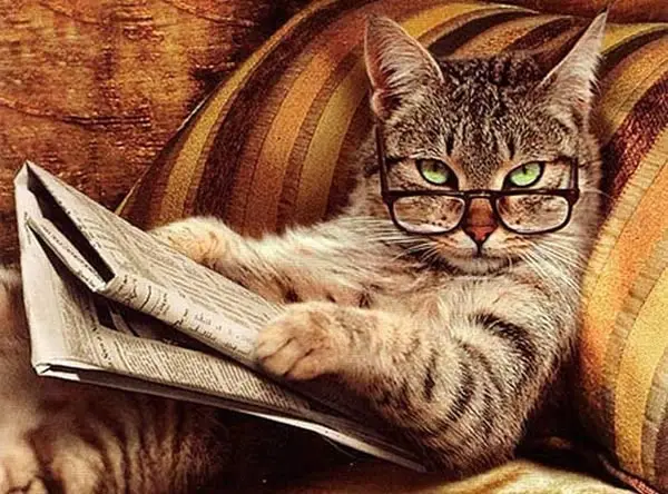 Gato lendo jornal com óculos no sofá