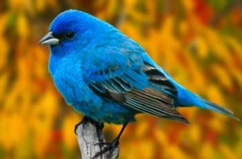 Twitter blue bird passaro azul