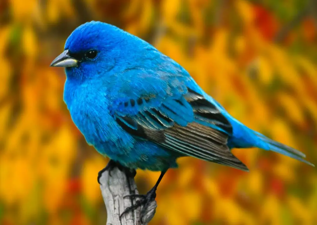 Twitter blue bird passaro azul