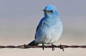 Twitter Bird