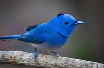 Twitter blue bird real passaro azul