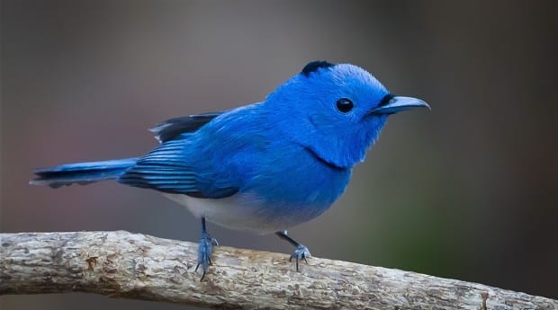 Twitter blue bird real passaro azul