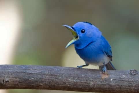 Twitter tweet blue bird passaro azul