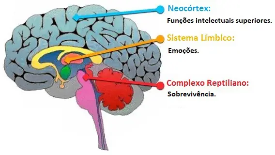 Neocortex e Sistema Límbico