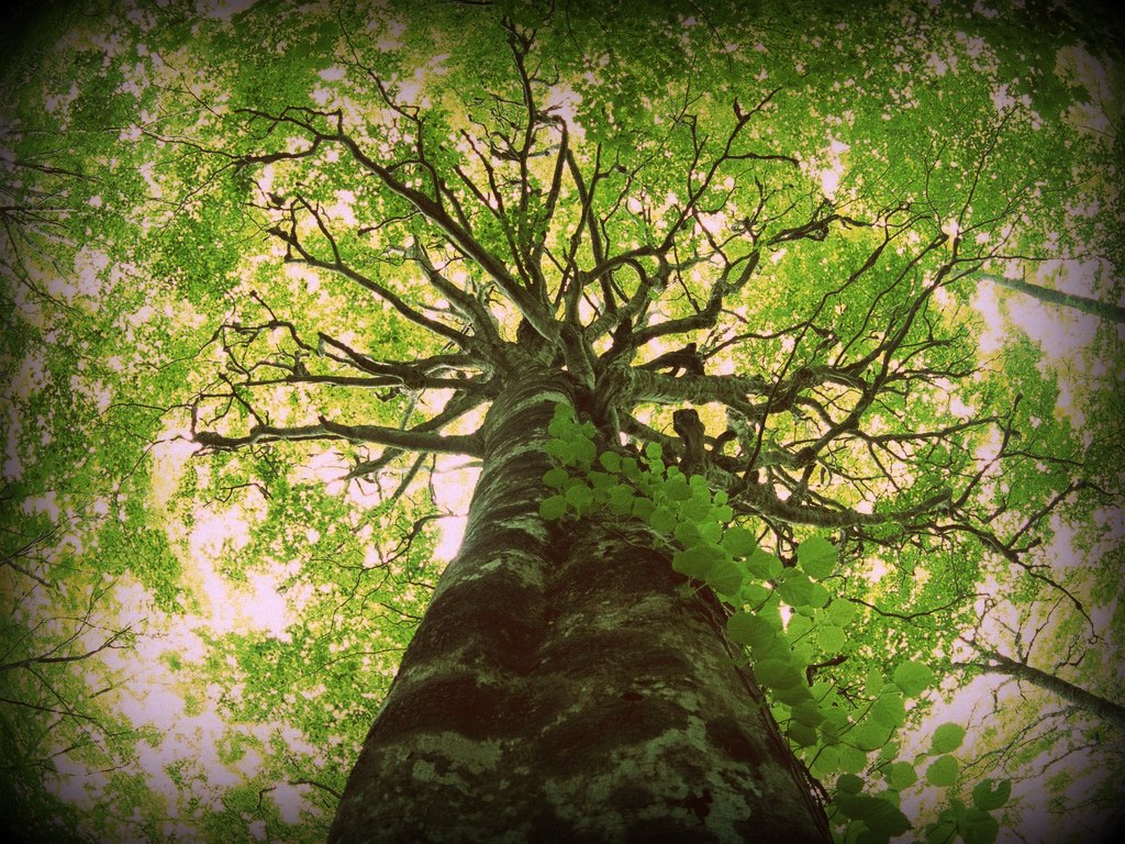 Como Encontrar a Árvore Tópica do Seu Blog