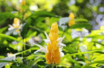 planta camarão amarelo atrai dinheiro