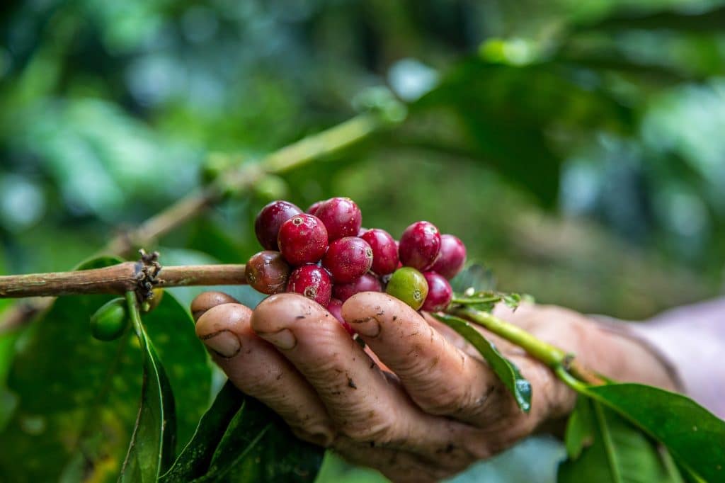 Protocolo de Nagoia: Inclusão do café pode comprometer toda a cadeia...
