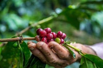 Protocolo de Nagoia: Inclusão do café pode comprometer toda a cadeia...