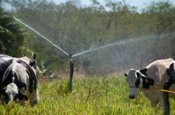 PIB cearense cresce 3,86% no 2º trimestre de 2025 incentivado pela agropecuária e supera índices nacional