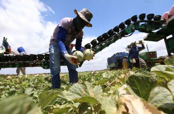 Agro em alta no Ceará: entenda como o setor cresceu 17% no PIB - Negócios
