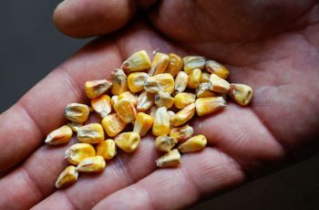 Cotações do milho seguem com leves baixas nesta segunda-feira
