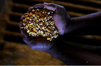 USDA eleva estoques de milho e cotações passam a cair mais de 1% em Chicago nesta 3ªfeira