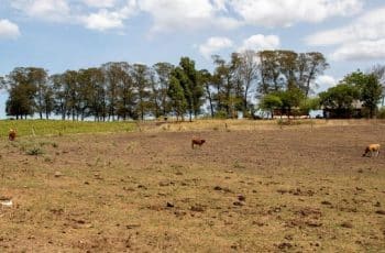 Agropecuária impulsiona crescimento do PIB no segundo trimestre de 2025 | Notícias de Campo Grande e MS