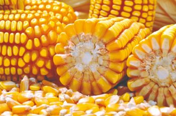 Preços mais altos impulsionam vendas de milho das safras 2024/25 e 2025/26 em Mato Grosso
