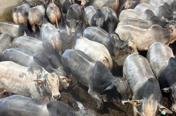 Boi gordo do Paraguai atinge máxima histórica