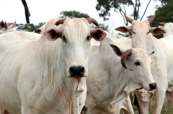 Cotação do boi gordo e novilha baixa em Mato Grosso