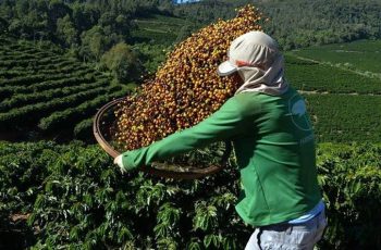 Confira como ficou a cotação do café nesta segunda-feira (08) – tpower – Conectado na notícia!