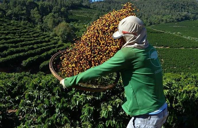 Confira como ficou a cotação do café nesta segunda-feira (08) – tpower – Conectado na notícia!
