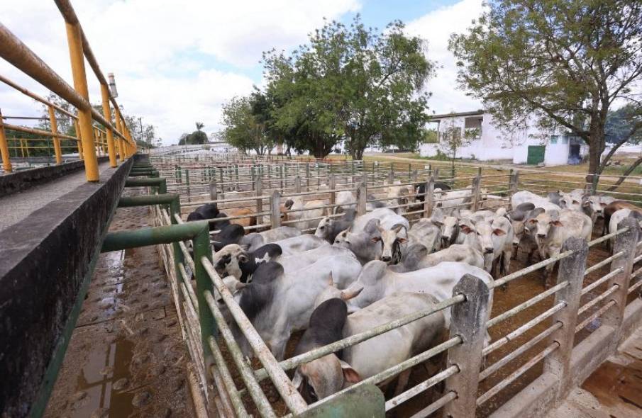 Preço da arroba do boi gordo em Feira de Santana começa setembro cotado a R$ 300