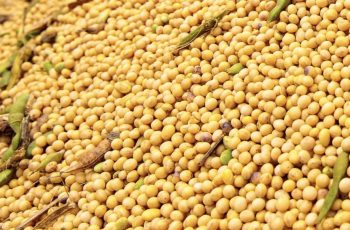 Preço da soja disponível em Mato Grosso baixa