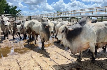 Arroba do boi recua para R$ 290 em Feira de Santana