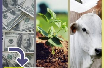 Veja a cotação do dólar e grãos desta segunda-feira (15)