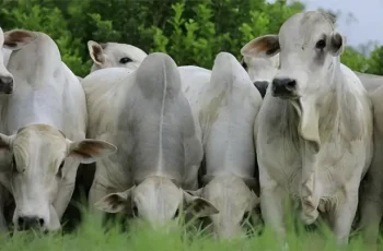 Arroba do boi e da vaca gorda tem queda de preço na Capital -
