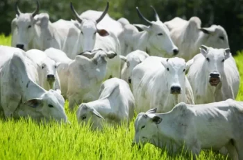 Arroba do boi aumenta na Capital e arroba da vaca cai em Dourados -