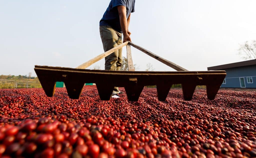 Preços do café robusta recuam em mais de 2% no início da manhã desta 2ª...