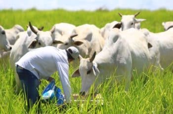 PIB do Brasil atinge o maior patamar da história, impulsionado pela agropecuária e serviços