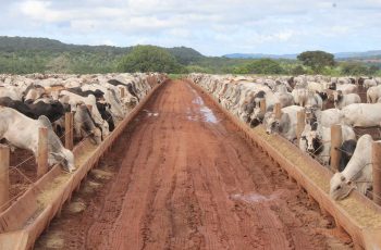 Mercado do boi gordo fecha a semana em clima de calmaria