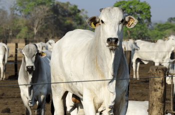 Semana abre com preços firmes para o boi gordo