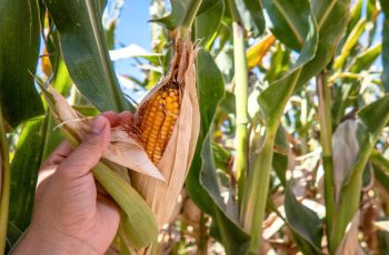 Após aumento de produção estimado pelo USDA, milho abre a 2ªfeira recuando em Chicago
