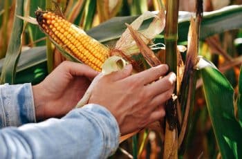 Milho abre a quinta-feira estável pensando em política de biocombustível e possível queda de produtividade