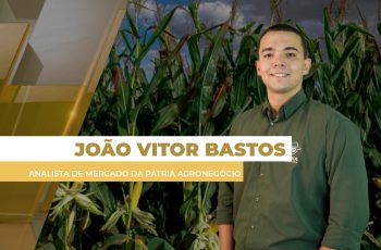 Preço do milho segue lateralizado no Brasil com cabo de guerra entre grande...