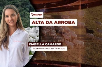 Arroba do boi em outubro deve subir e consumo interno fará a diferença,...