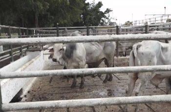 Arroba do boi registra ajuste para R$ 295 em Feira de Santana
