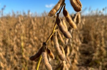 Em dia de novo USDA, soja caminha de lado, testando os dois lados da tabela em Chicago nesta 6ª
