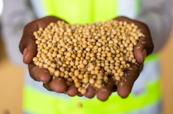 Soja supera números do USDA e sobe mais de 1% em Chicago na tarde desta 6ª