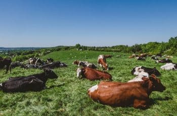 Volatilidade da arroba do boi faz seguro pecuário crescer 13,6% em Goiás