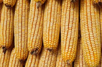 Milho futuro na Bolsa de Chicago encerra em alta: dezembro/25 a US$ 4,28, março/26 a US$ 4,44, maio/26 a US$ 4,53 e julho/26 a US$ 4,60. 4 Milho segue a soja e fecha segunda-feira com valorização de até 1,7% em Chicago