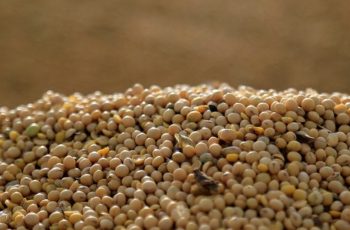 Preço da soja retoma tendência de queda na bolsa de Chicago