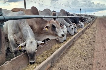 Arroba do boi gordo sobe R$ 2 e encerra a R$ 311 em Araçatuba e Barretos 6 Preço do boi gordo sobe na maioria das regiões do Brasil