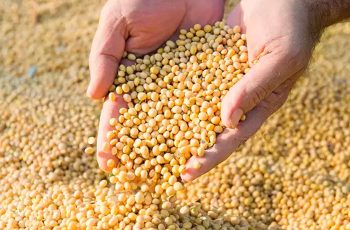 Soja registra negociações lentas no Brasil devido a disparidade de preços entre compradores e vendedores 8 Após fortes altas da semana, soja abre a sexta-feira realizando lucros