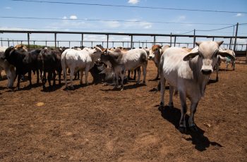 Média da arroba supera cotações de São Paulo em R$ 0,37 em Mato Grosso do Sul em outubro 9 Preço do boi gordo sobe novamente em São Paulo